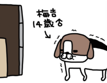 老犬・梅吉の探検。毎回同じ場所で起こるハプニングがかわいすぎる！【パンダと犬#7】