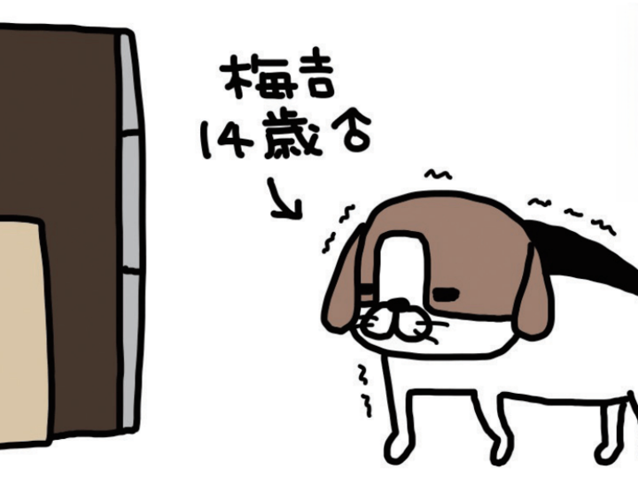 老犬・梅吉の探検。毎回同じ場所で起こるハプニングがかわいすぎる!【パンダと犬#7】