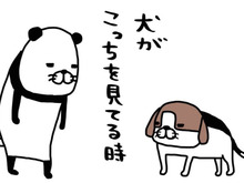 うちの梅吉（14歳）は強メンタル。そこをガン見されても動じないなんて…結果「かわいい」。【パンダと犬#4】