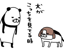 うちの梅吉（14歳）は強メンタル。そこをガン見されても動じないなんて…結果「かわいい」。【パンダと犬#4】
