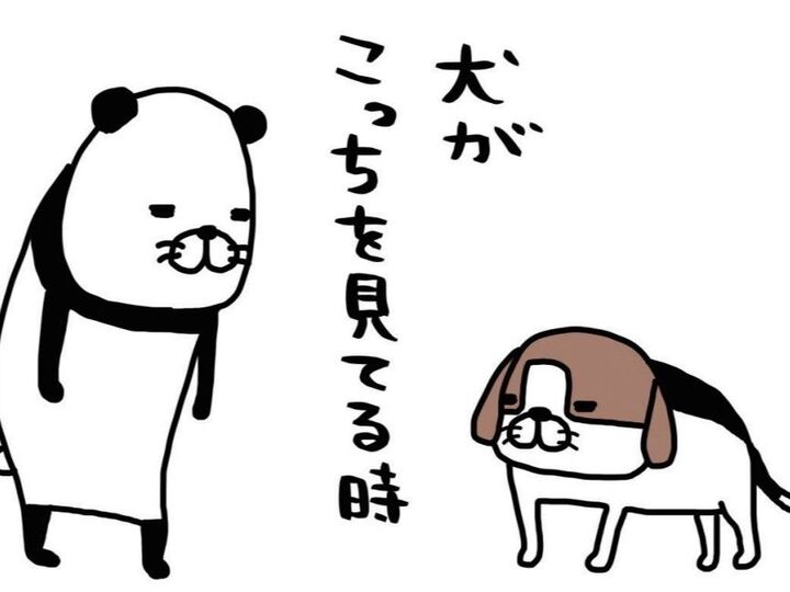 うちの梅吉(14歳)は強メンタル。そこをガン見されても動じないなんて…結果「かわいい」。【パンダと犬#4】