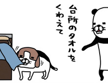ちっちゃいいたずらに妨害行為。14歳の老犬の無邪気さがたまらなくかわいい♡【パンダと犬#15】