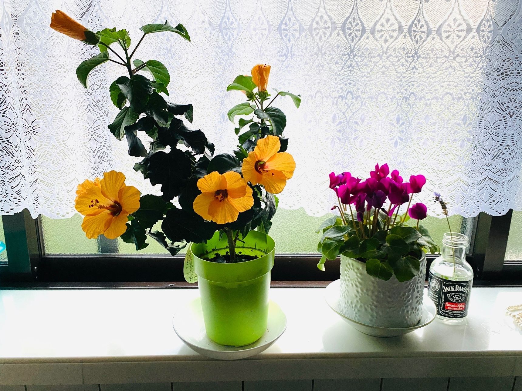 家を留守にする時の水やり！対策法