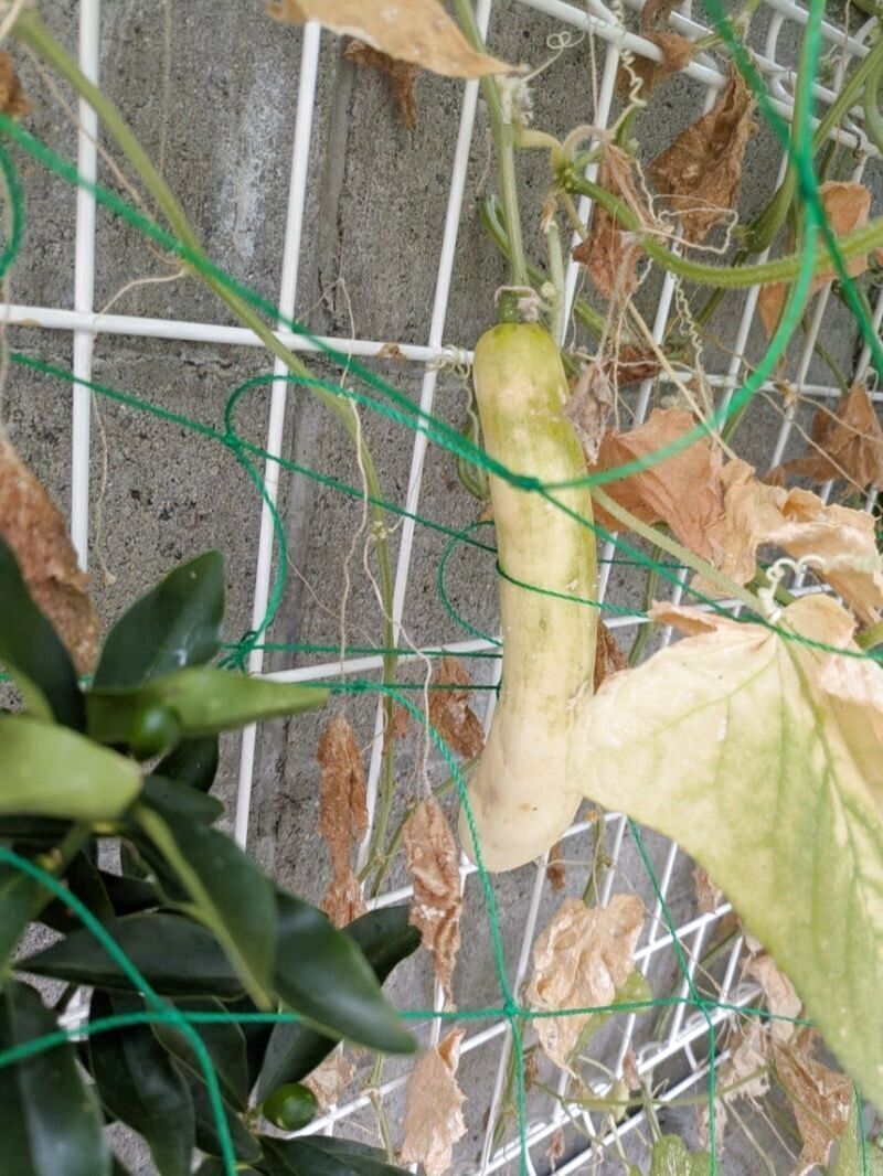 アレを与えていなかった…