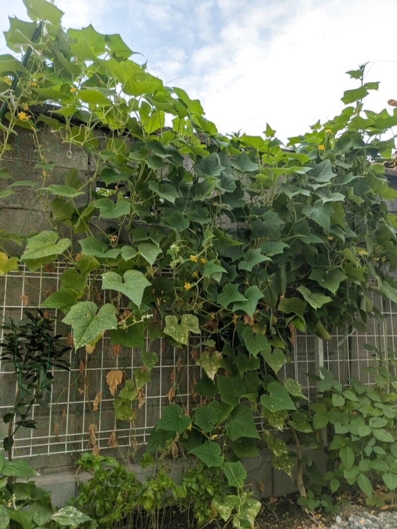 なかなか収穫できない…
