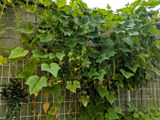 我が家の家庭菜園きゅうり、収穫出来ました！！