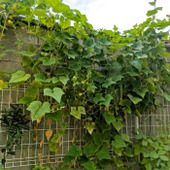 我が家の家庭菜園きゅうり、収穫出来ました！！