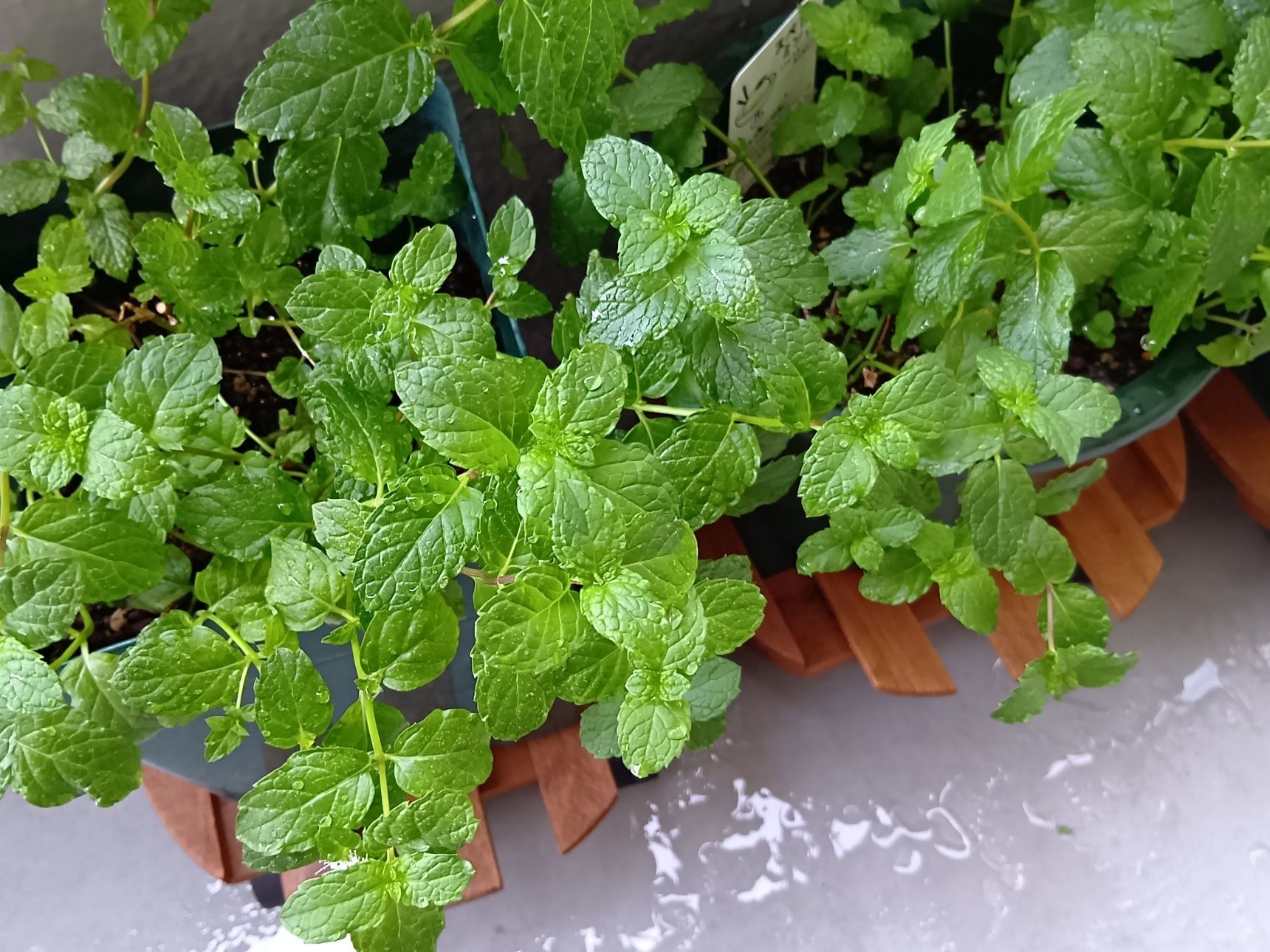 雑草やコバエにも効果あり！