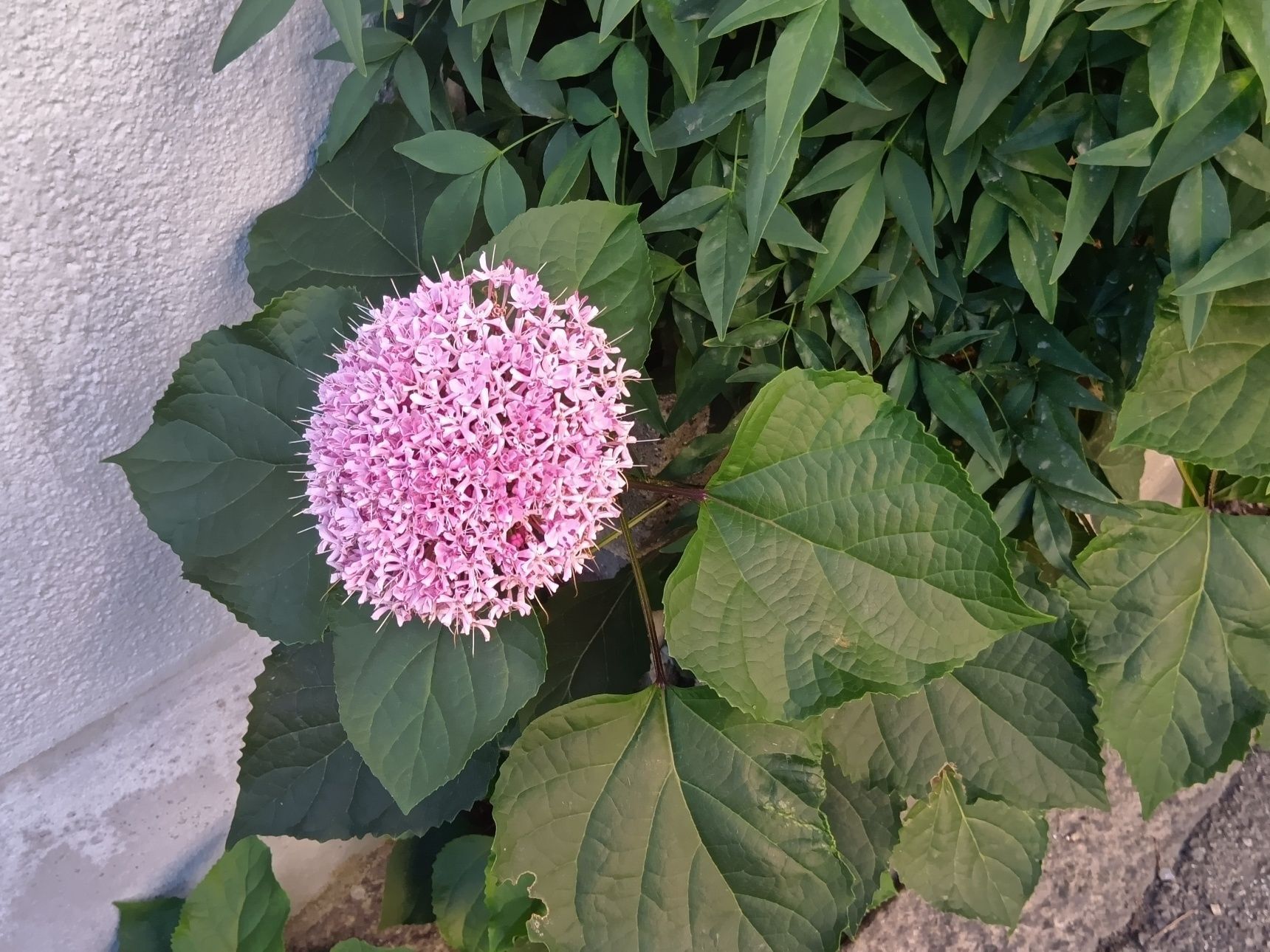 この雑草化した植物は、「ボタンクサギ（牡丹臭木）」です。別名「ベニバナクサギ」「ヒマラヤクサギ」とも呼ばれています。