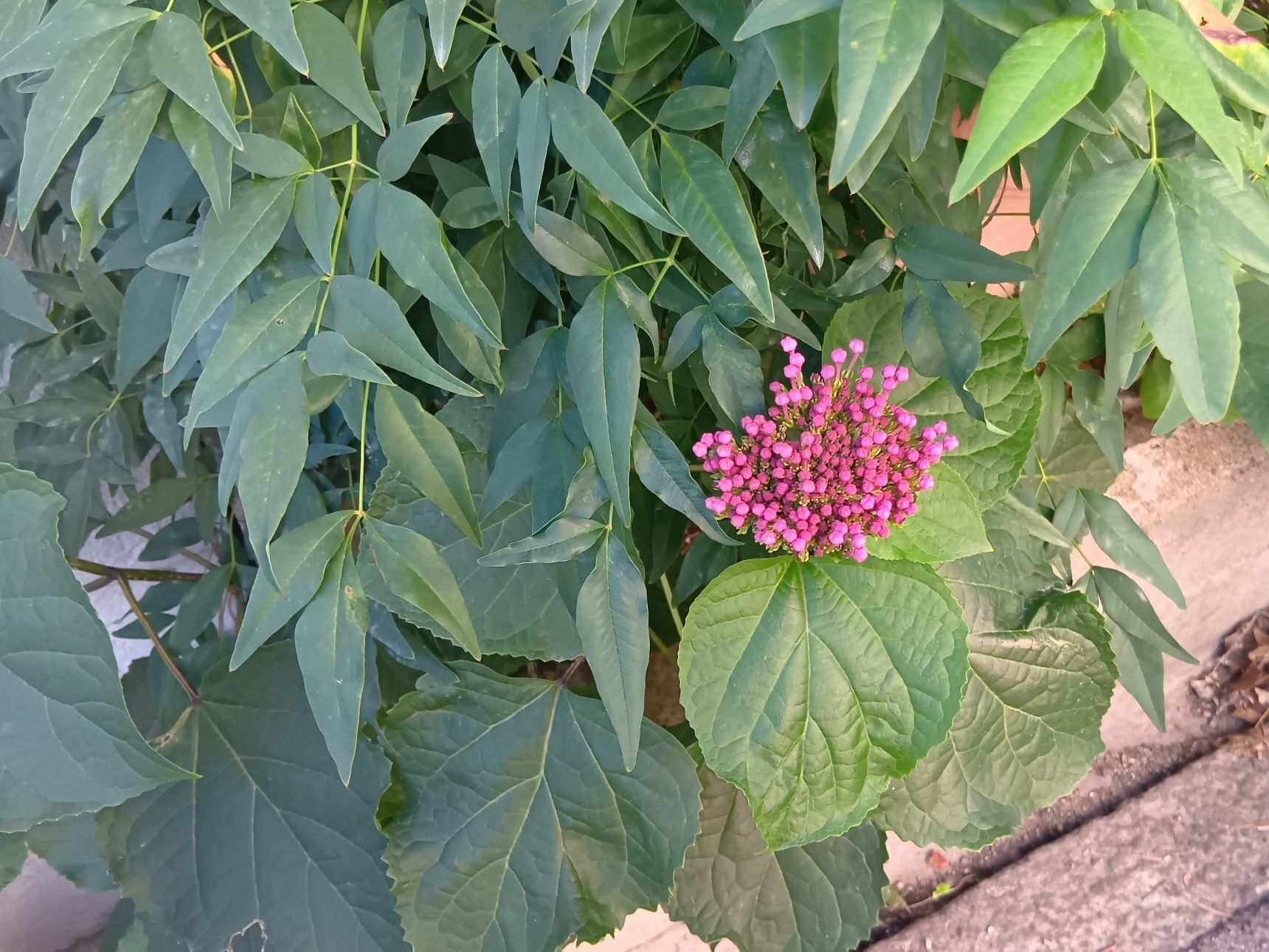 花は6月下旬から8月中旬にかけて咲きます。