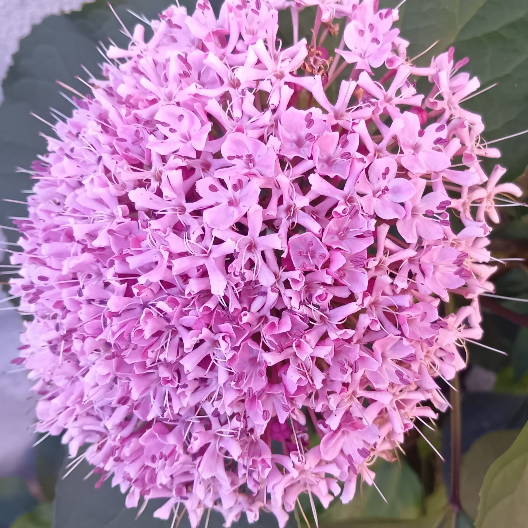 お花は臭くはないそう、とっても、綺麗～！！！蜜を求めて、蝶も集まってくるお花！