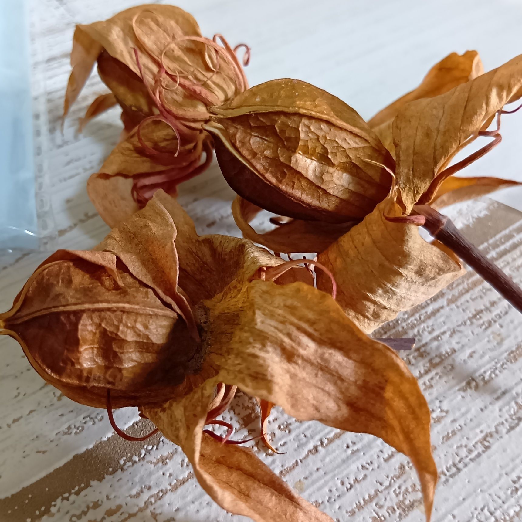 この生命力！他にも、活用できないかな。本当、凄い植物だと思います。