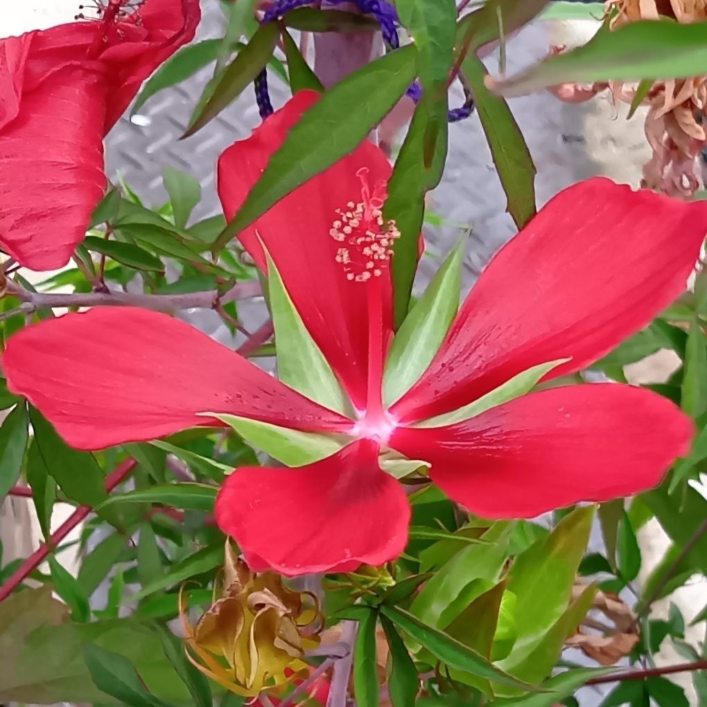 雑草化するほど強い植物なので、毒はある？