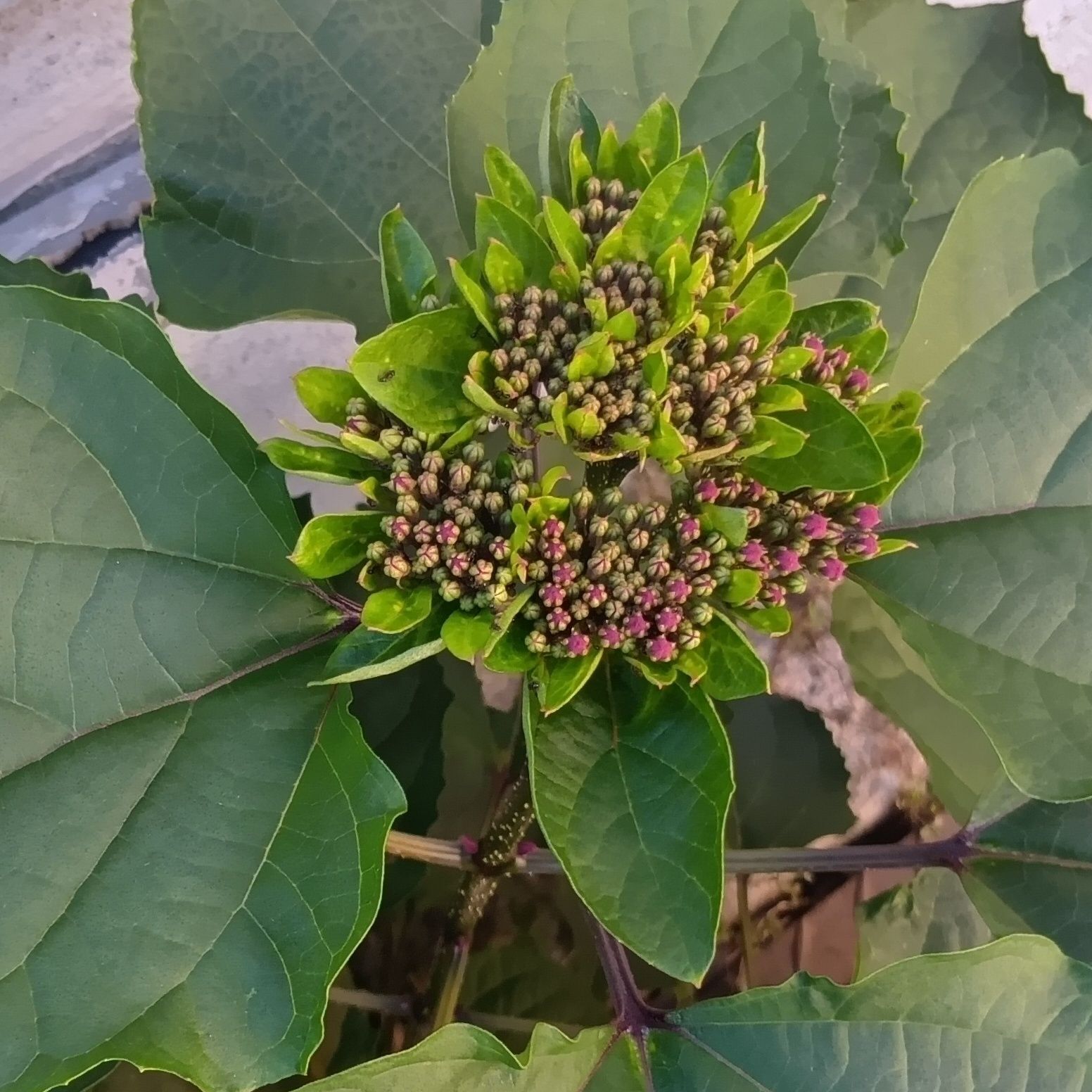 なんと、植物の名前にも『臭』がついている通り、とっても、臭いんだそう！