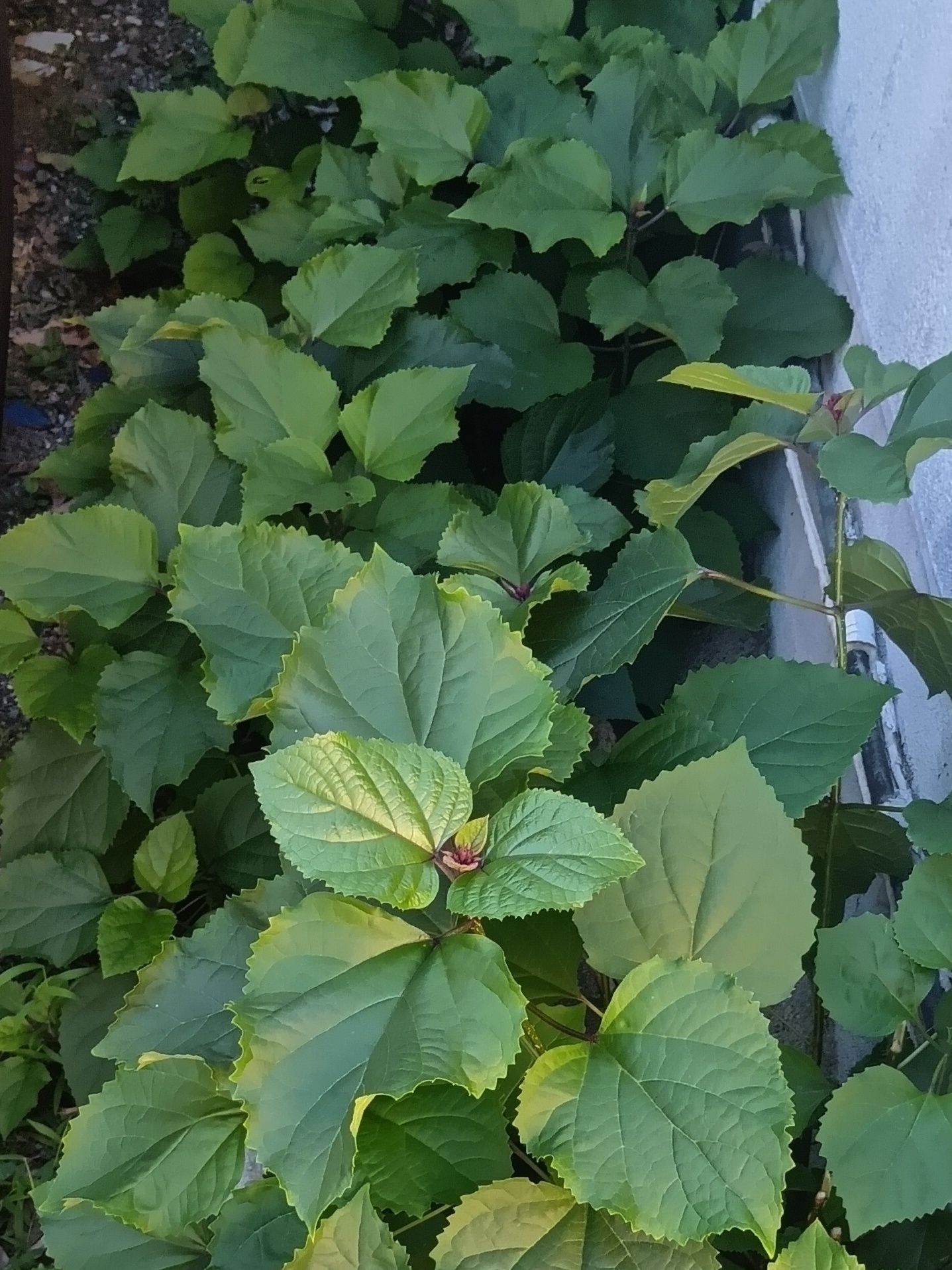 その一方、繁殖力が凄くて、挿し木でもすぐ根付くので、株分けには苦労しませんが、1度根付くと、地下茎をのばして凄い早さで増えてしまいます。根から再生する特性があるので、駆除する際は、強めの除草剤を使うことが必要だそう。