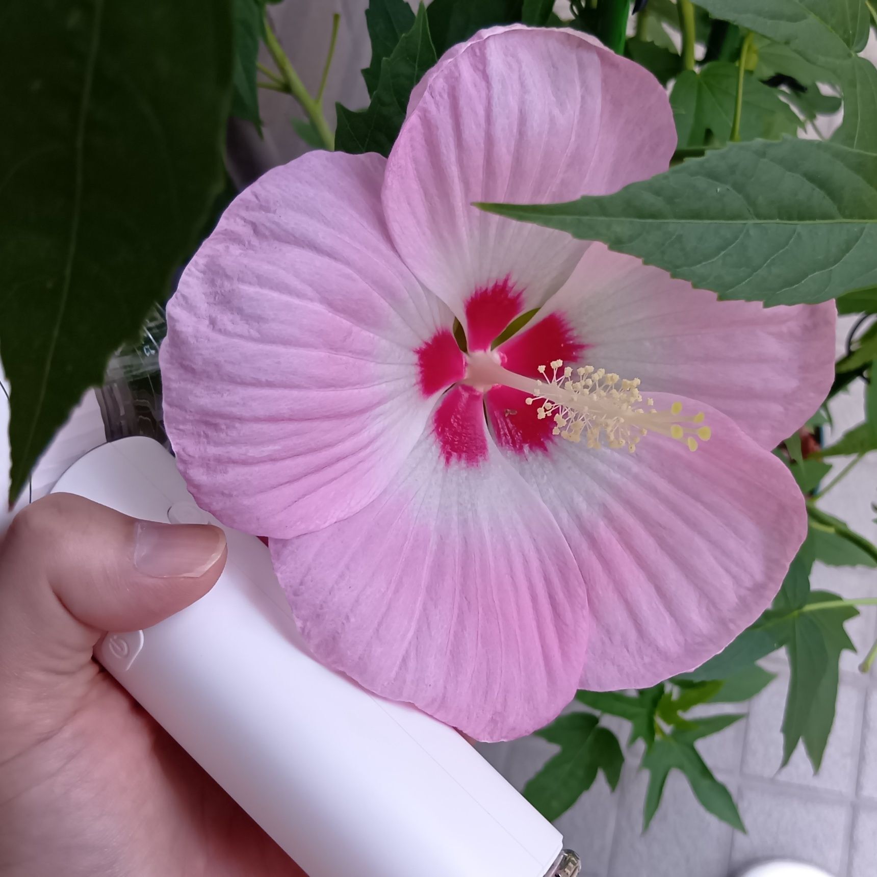 以前から度々ご紹介させていただいていますが、このお花は、我が家で今年の夏も毎日のように開花している『タイタンビカス』です！