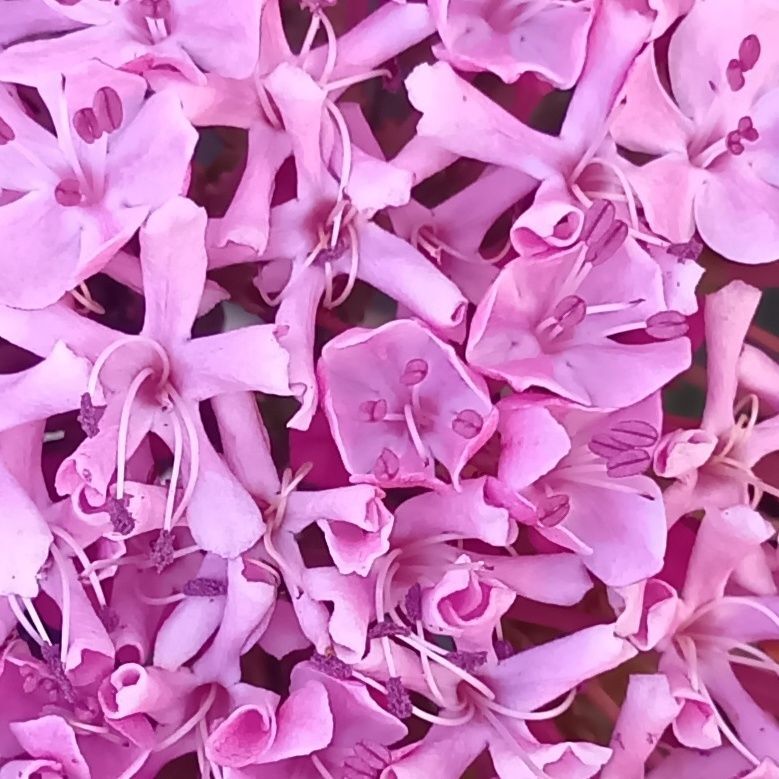 ボタンクサギの花言葉は、「運命」「輝くような美しさ」「治癒」「清楚」です。