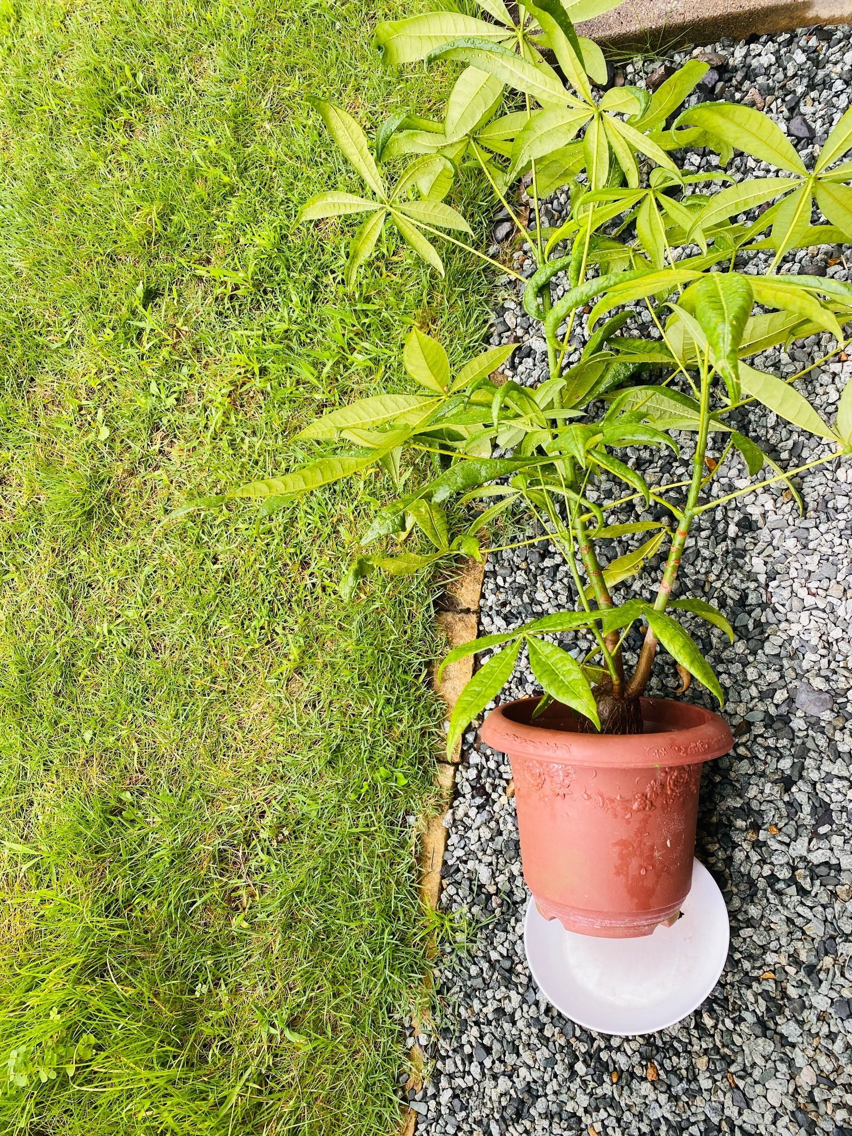 台風で鉢植えが倒れる前に