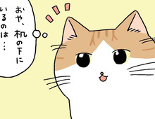おや？なんだかいつもと様子が違う…？【てらねこミー子の日常】