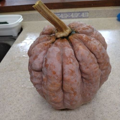 かぼちゃ