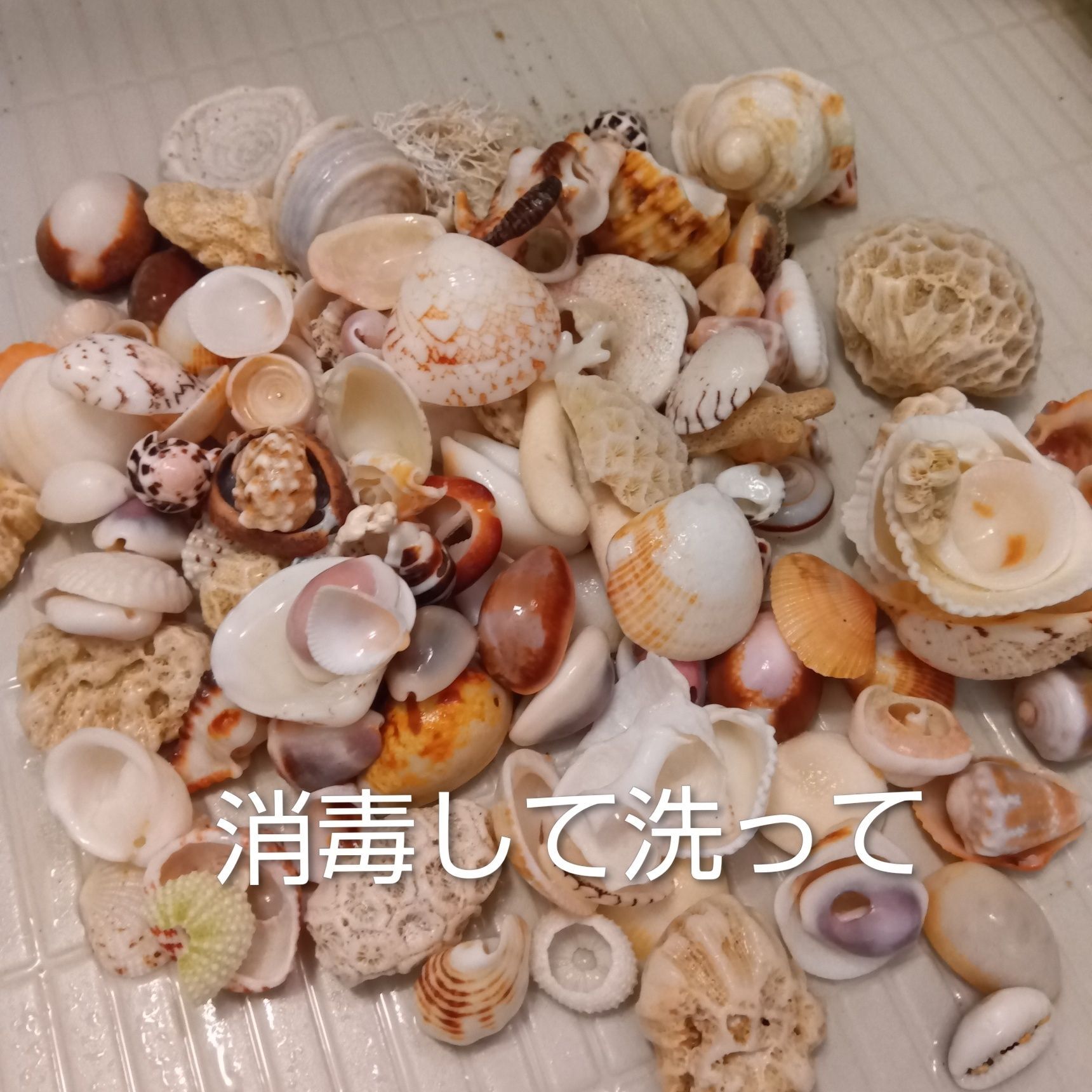 消毒して洗って