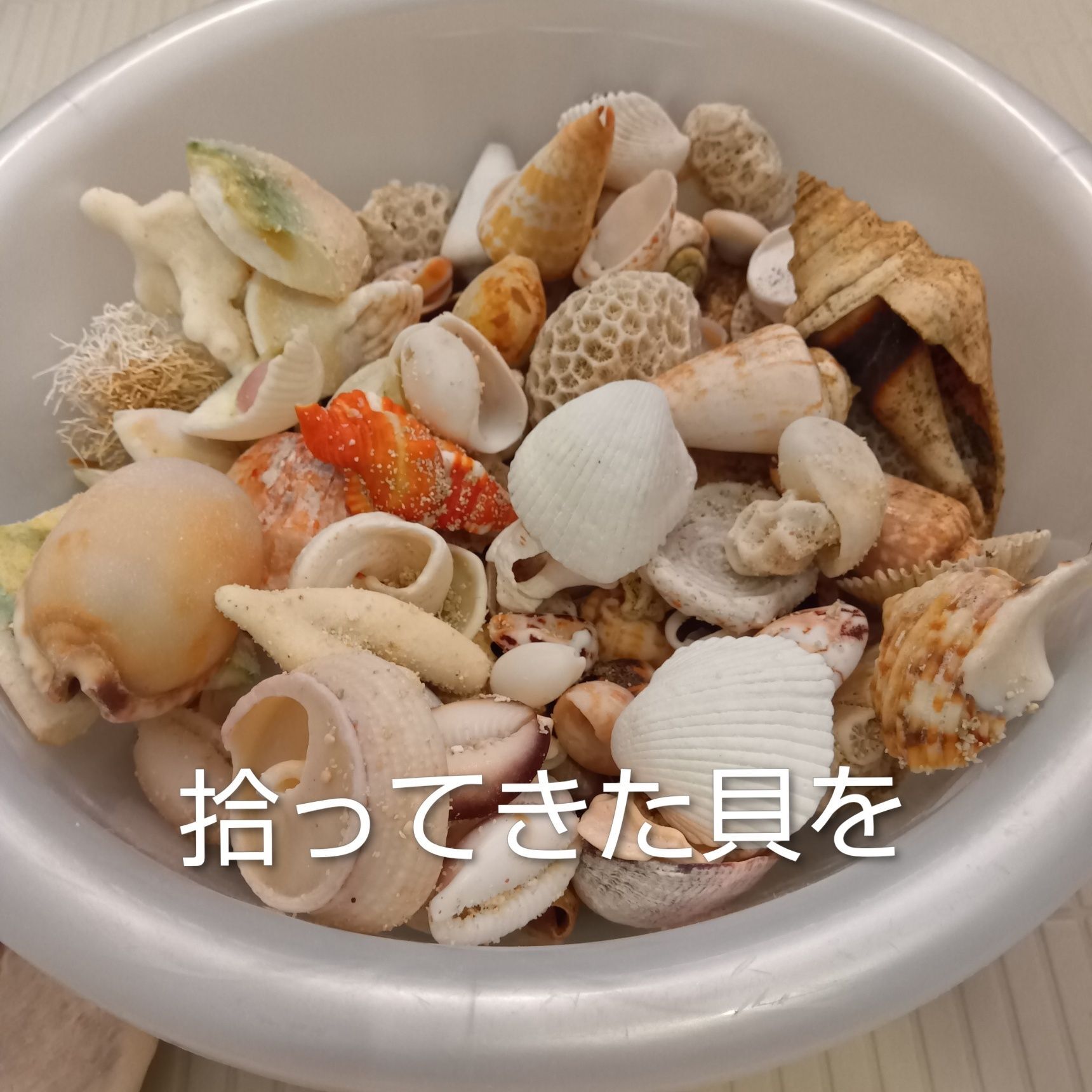 拾ってきた貝を