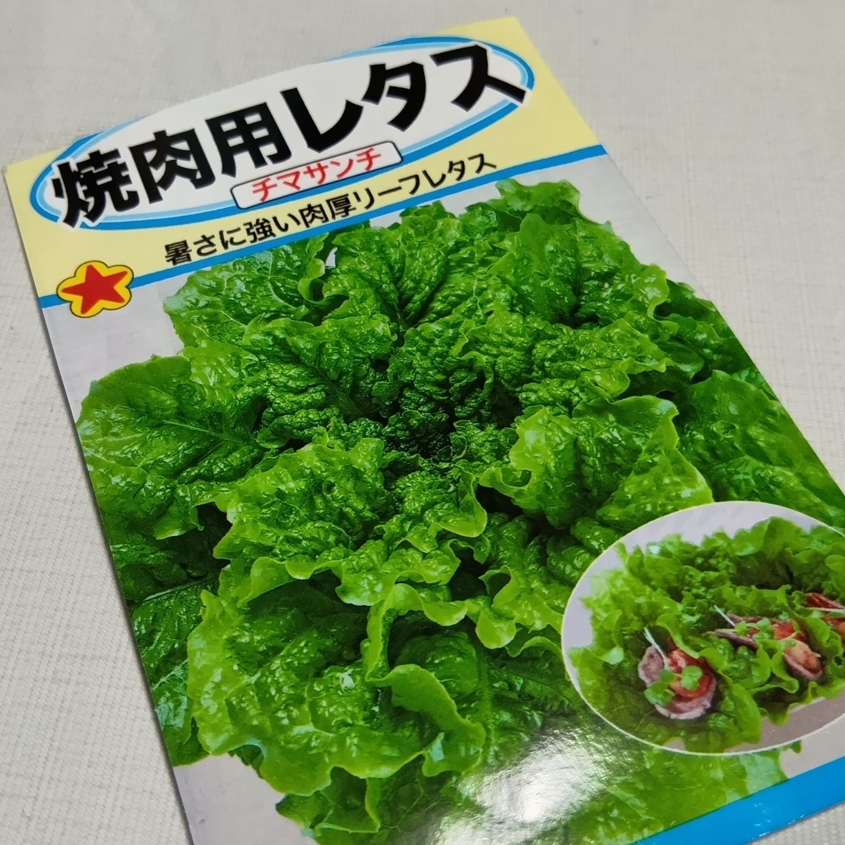 焼き肉用レタスをまた、育ててみることに！今度は、種から！