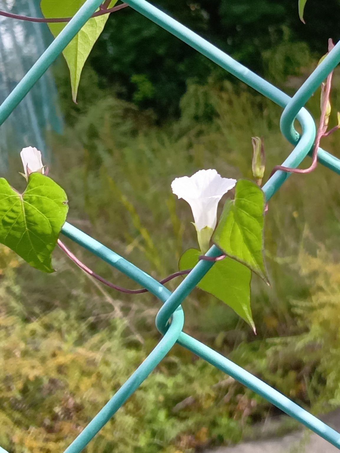 こちらの植物は「マメアサガオ(豆朝顔)」です。