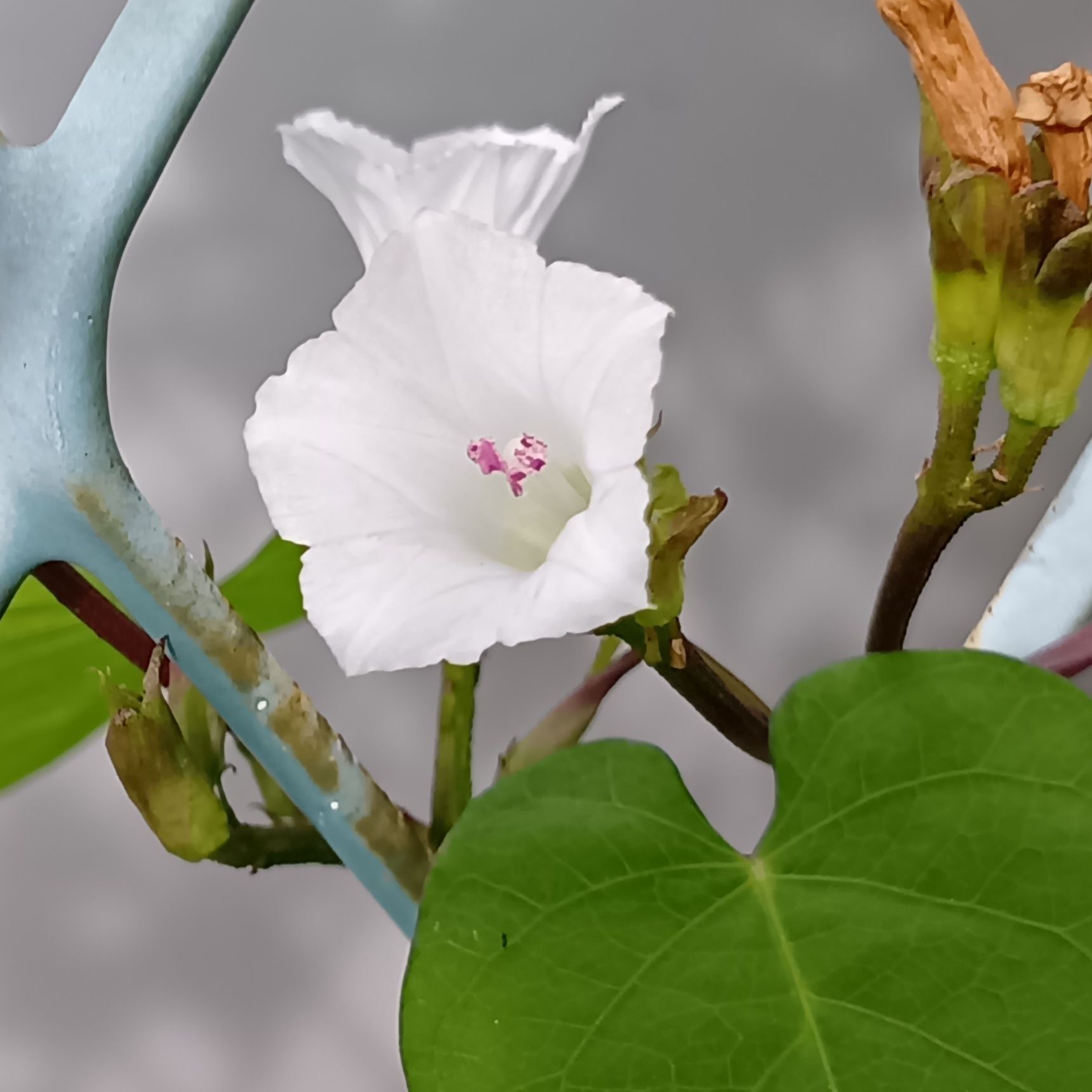 マメアサガオの花言葉は「見つけたら幸せ」「固い絆」。