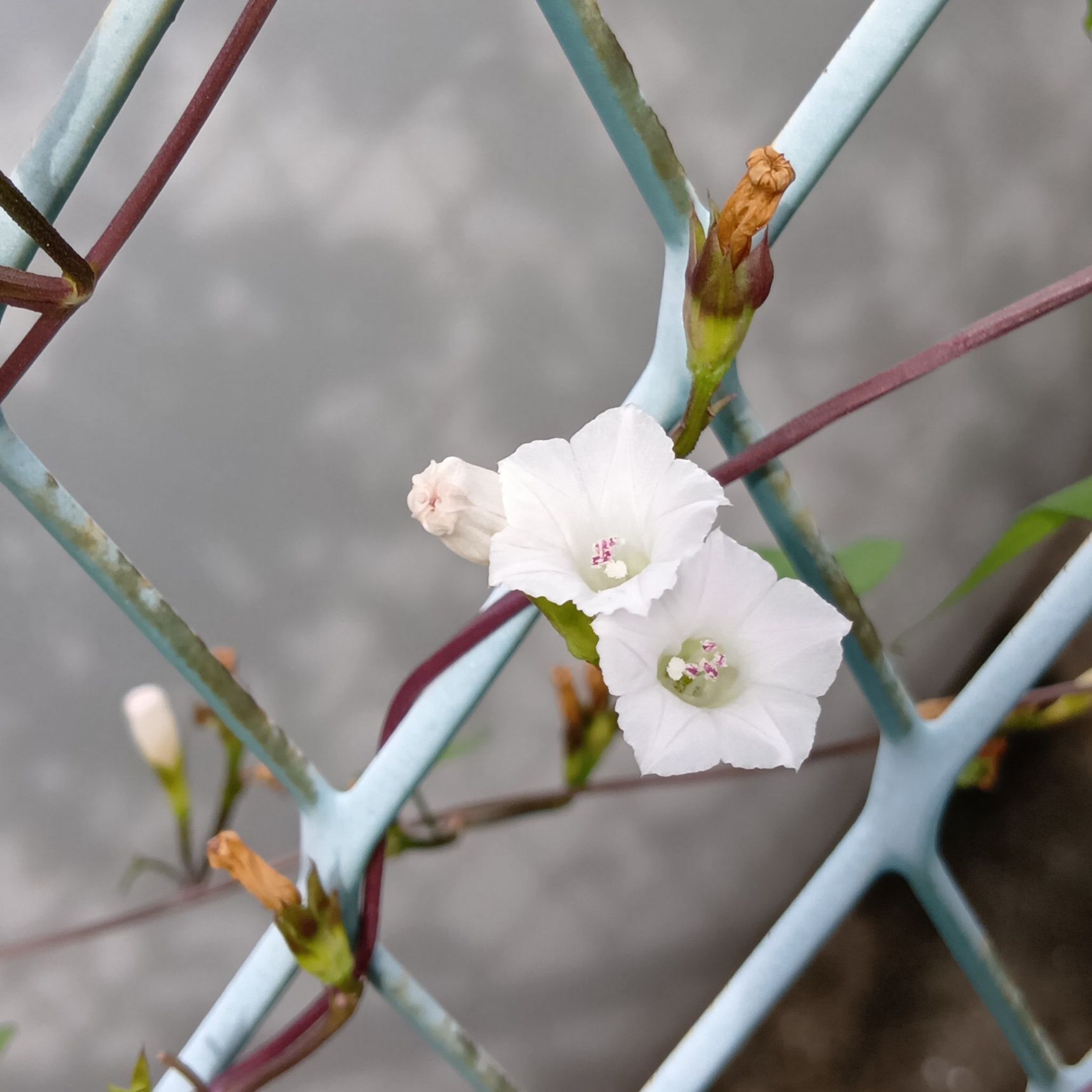 花期は夏から秋にかけて。
