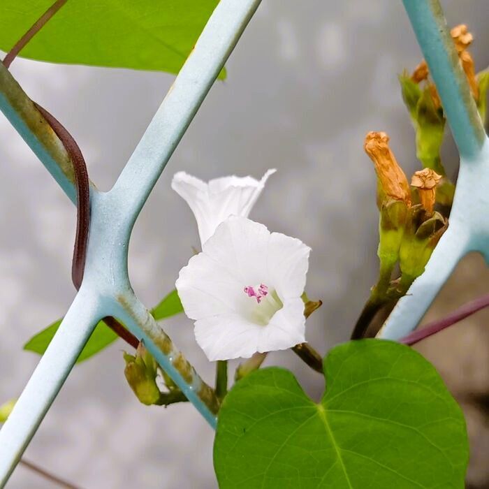【道端の本当は怖い雑草！】朝に可愛い顔したマメアサガオ撮影～！豆朝顔も「朝顔」も実は毒があるの？！