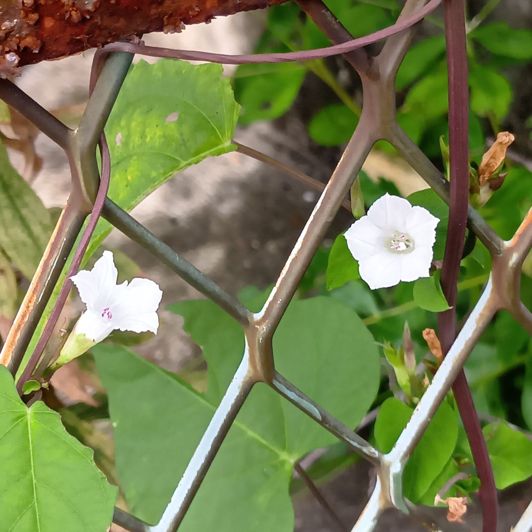 花は午前中に最もよく開きます。午前8時〜10時頃がベストタイミング。
