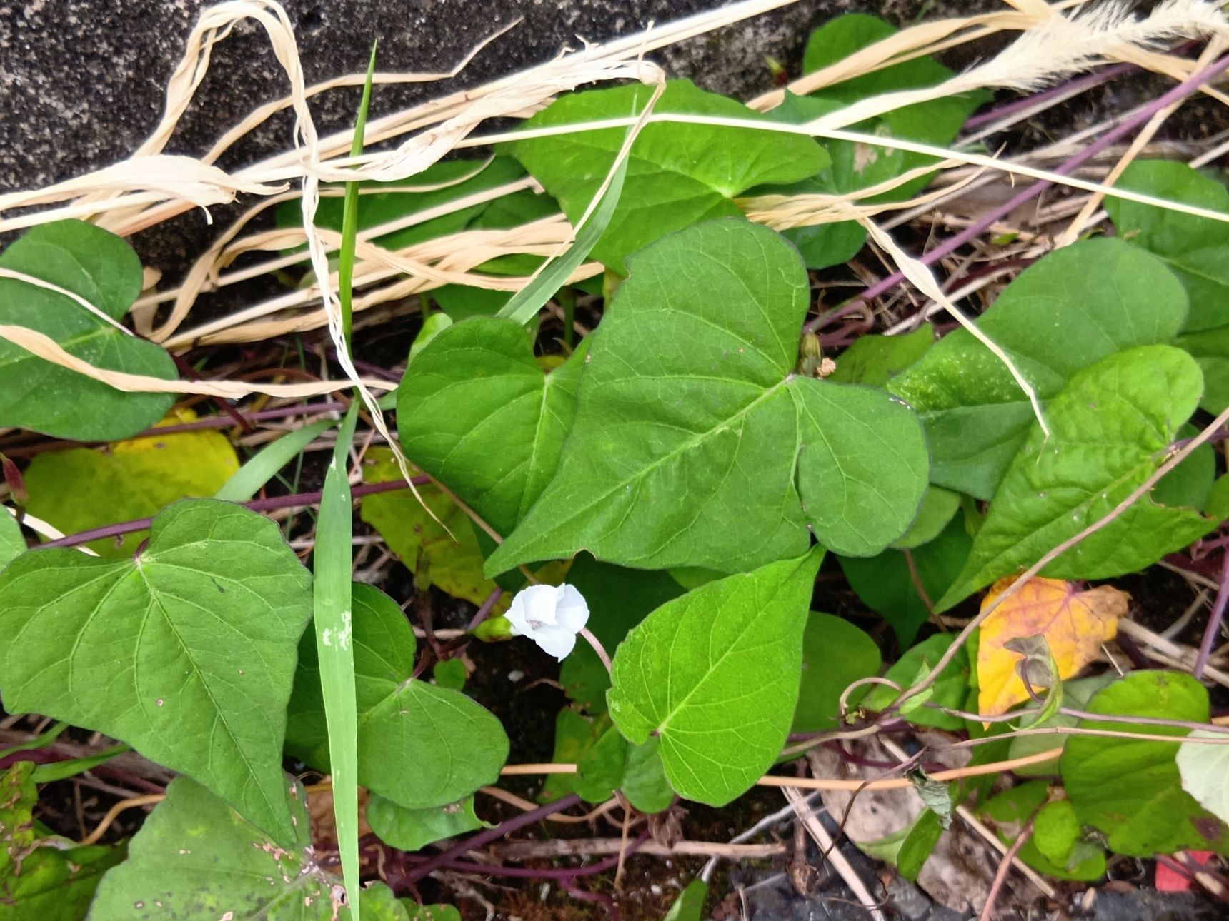 フェンスだけでなく、地面に這って開花する豆朝顔もありますよ。