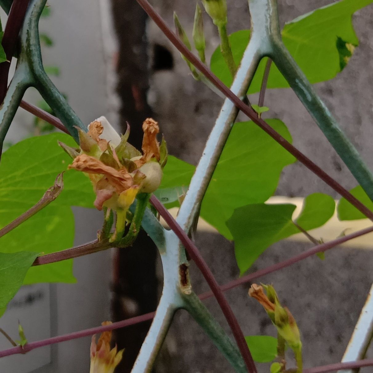 種にも毒があります！