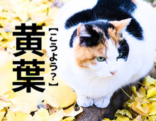 【黄葉】なんて読む？「こうよう」ではありません。まさか"同じ"読み方をするとは…！【意外と知らない漢字クイズ】