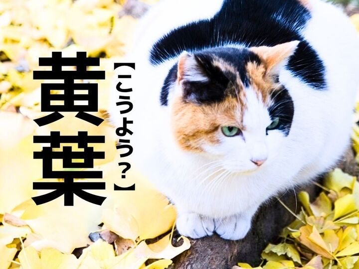【黄葉】なんて読む?「こうよう」ではありません。まさか"同じ"読み方をするとは…!【意外と知らない漢字クイズ】