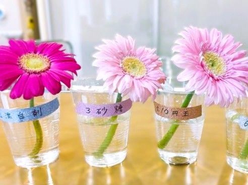 切り花を「一番長持ちさせる方法」は？身近なアイテム6つで検証した意外な結果
