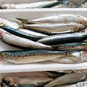 天然魚の手開きに挑戦！子どもの食べっぷりに感激！