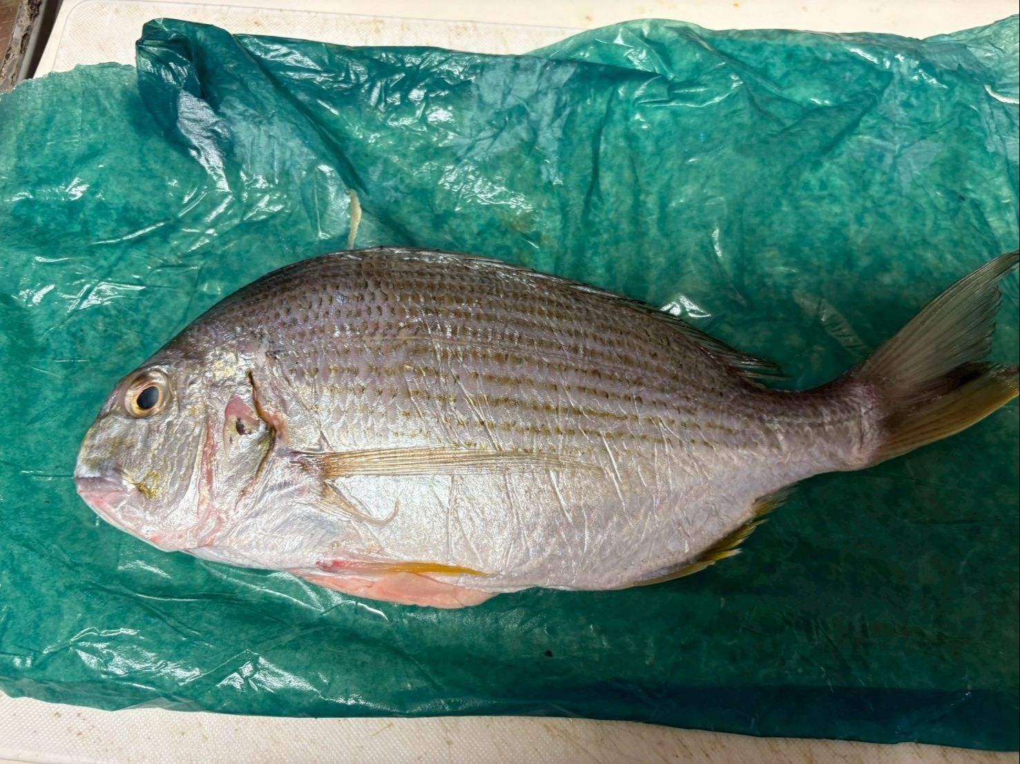 鯛はとても新鮮で綺麗な状態で入っていました。
