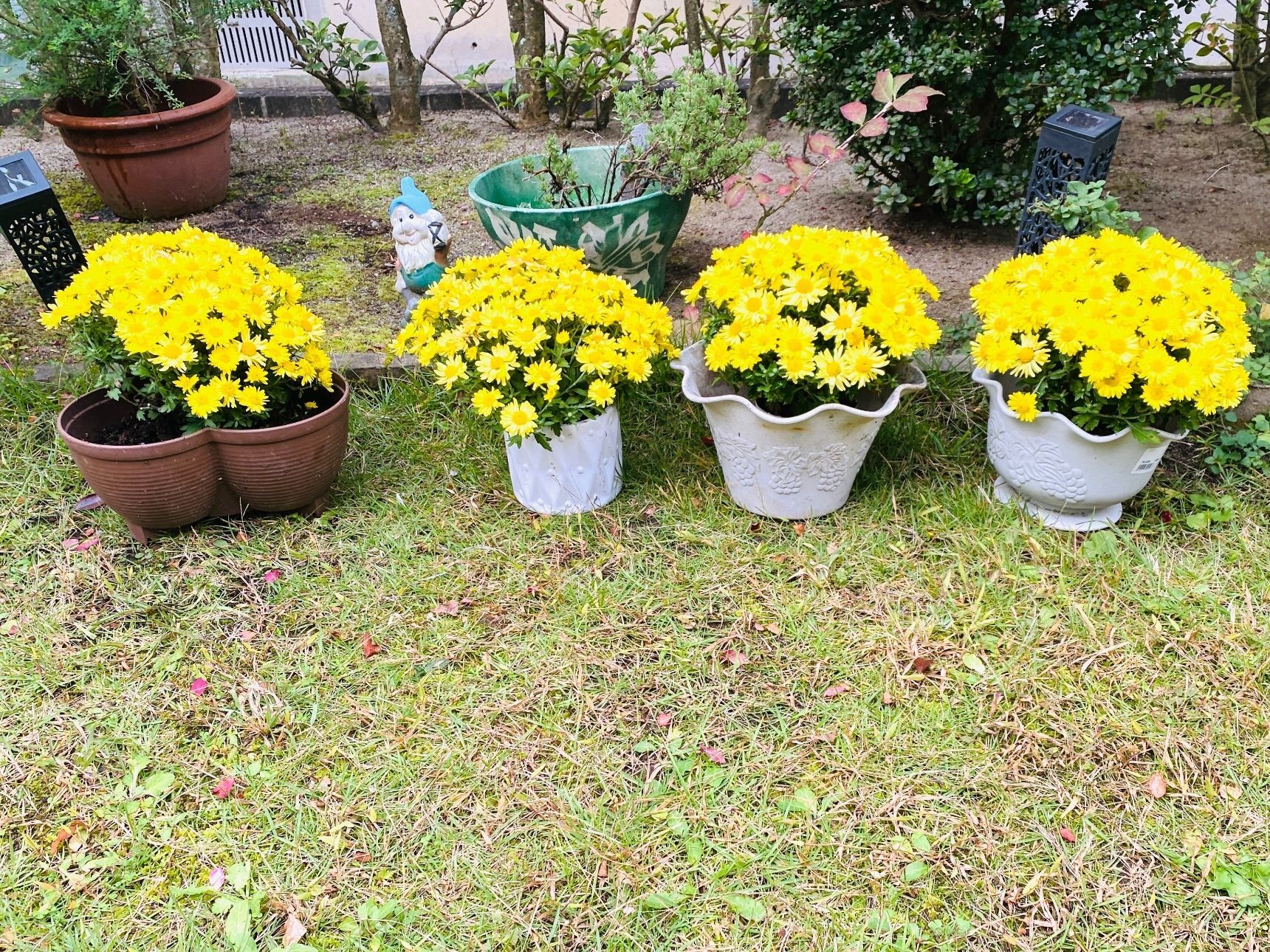 菊を長持ちさせるコツ！たったこれだけ〜
