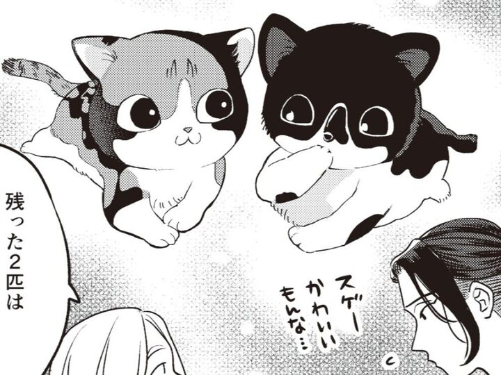 子猫の里親募集を見て、ソッコーでお迎えに。だけど"推し"の子はいなくて…?【借金1000万作曲家の人生を変えてくれた猫の話#2】