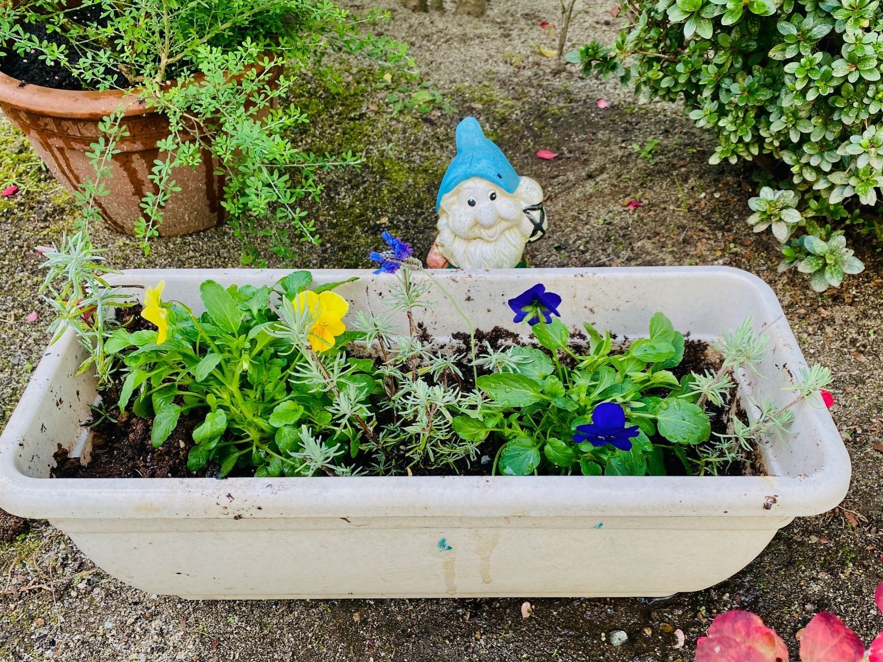 ガーデニングの虫除けに効果的な自然な方法