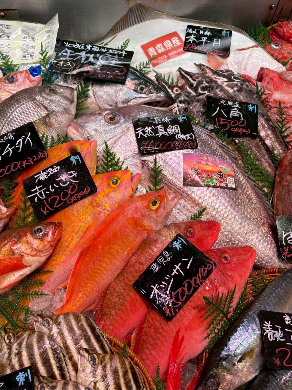 一段高いショーケースには全国各地から珍しいお魚が届いています。