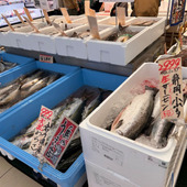 ご近所で天然魚クエスト！小田原は天然魚だらけ！種類も豊富！おさかな天国だ〜！（驚）
