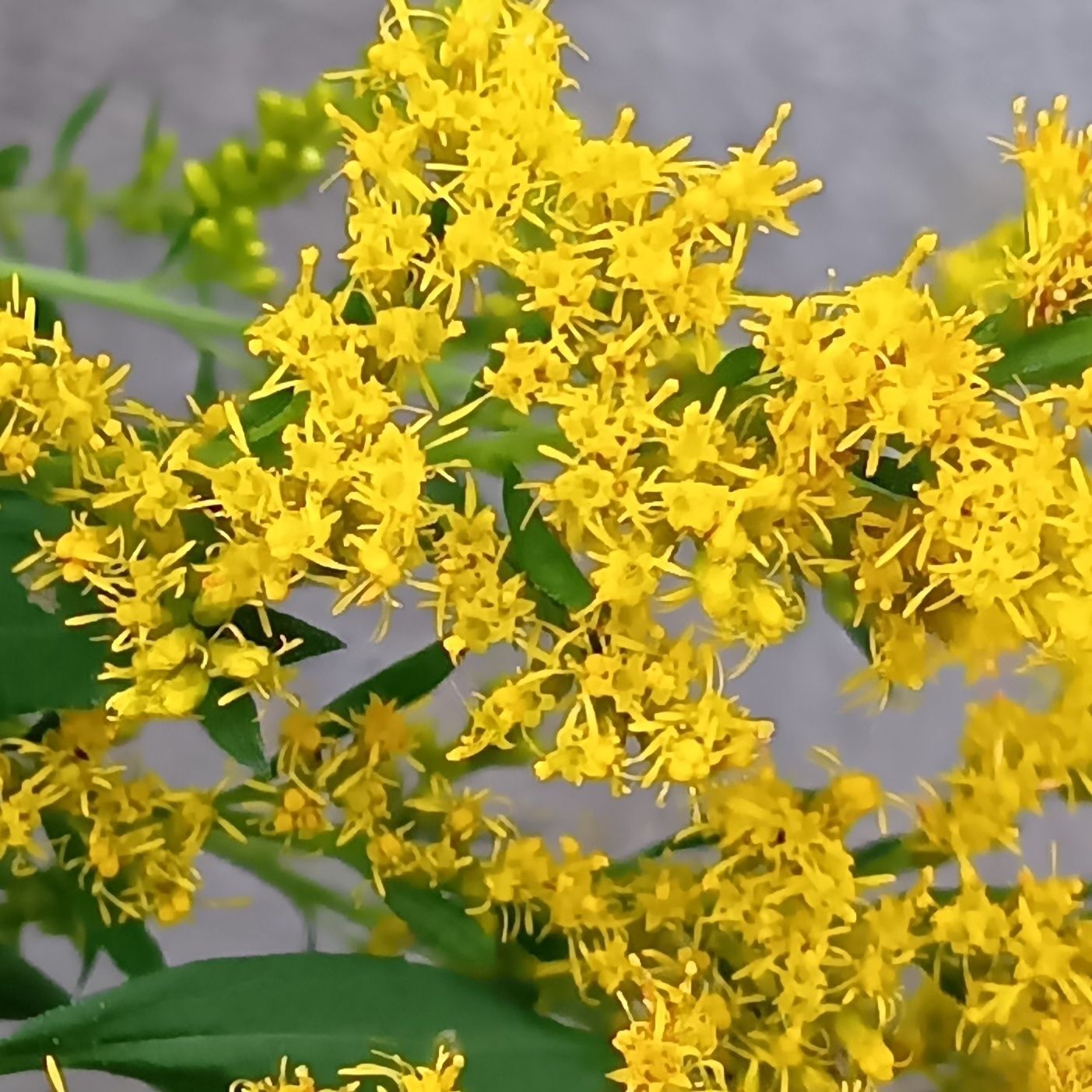 セイタカアワダチソウの花言葉 「生命力」「元気」「意外な出会い」。