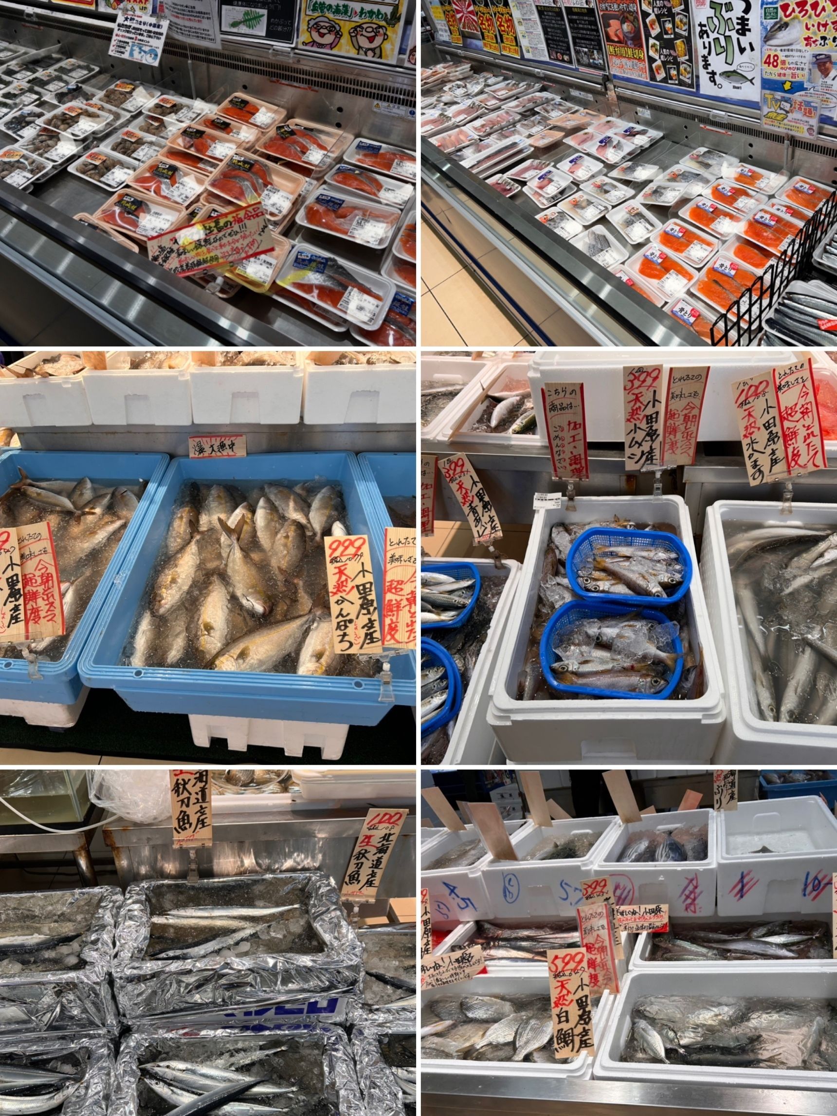 魚の種類に圧倒される！