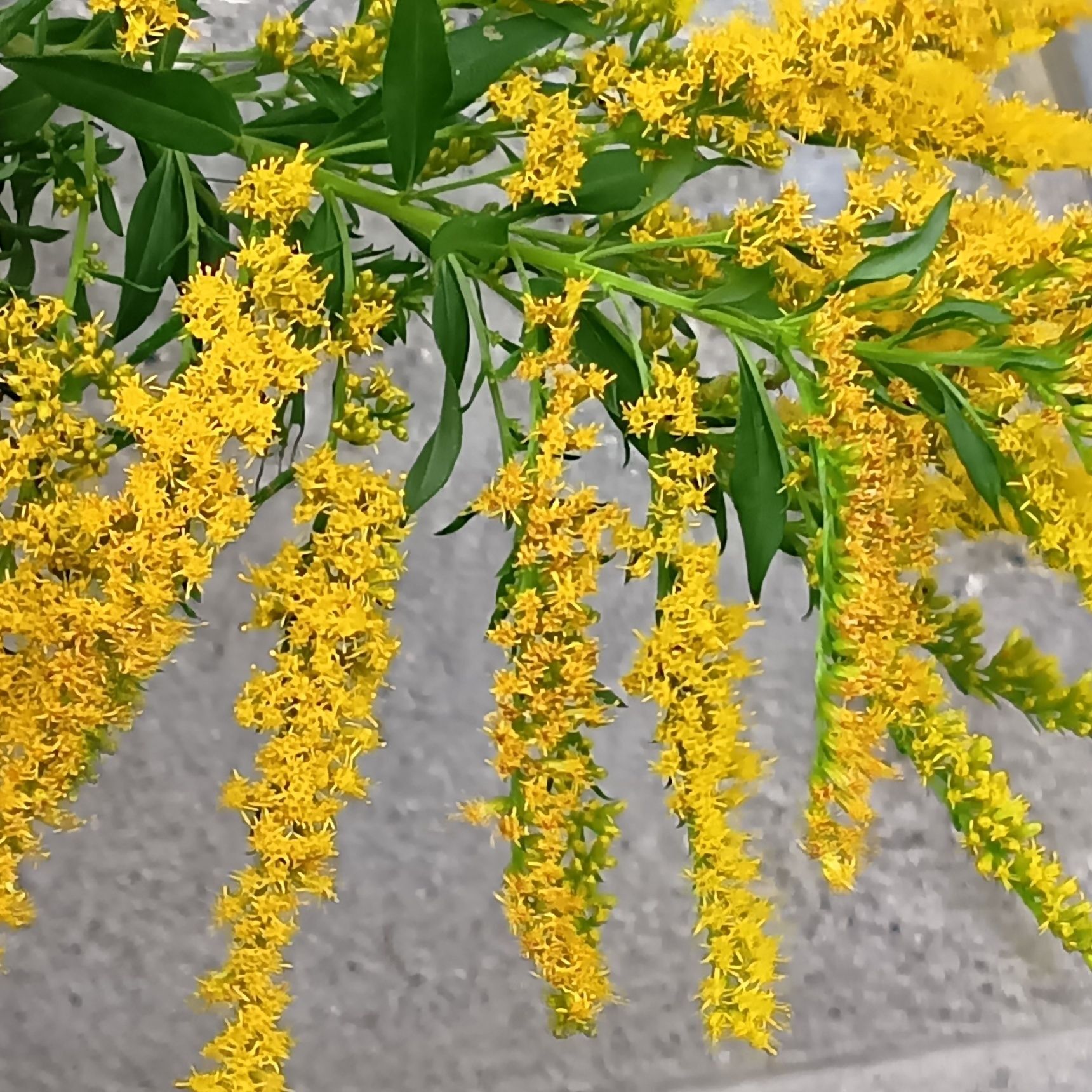 ハロウィンの頃に開花する「セイタカアワダチソウ」って？毒があるの？花言葉が意外に素敵！