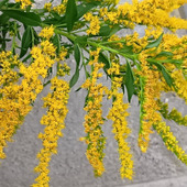 ハロウィンの頃に開花する「セイタカアワダチソウ」って？毒があるの？花言葉が意外に素敵！