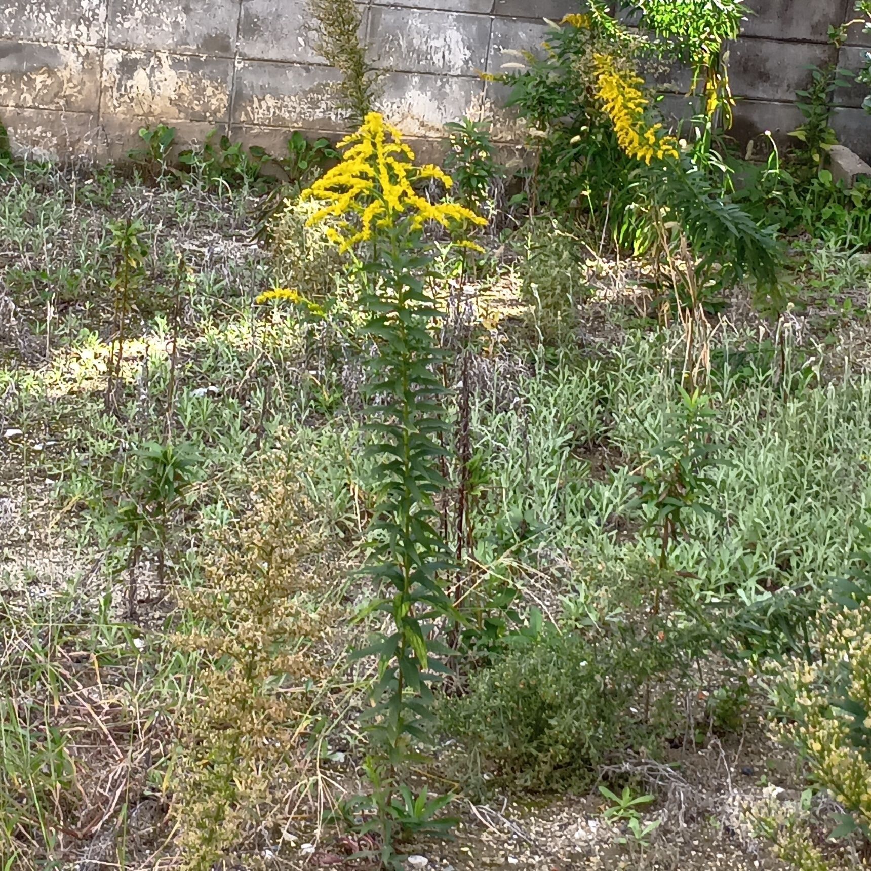 花や葉に毒性はないの？