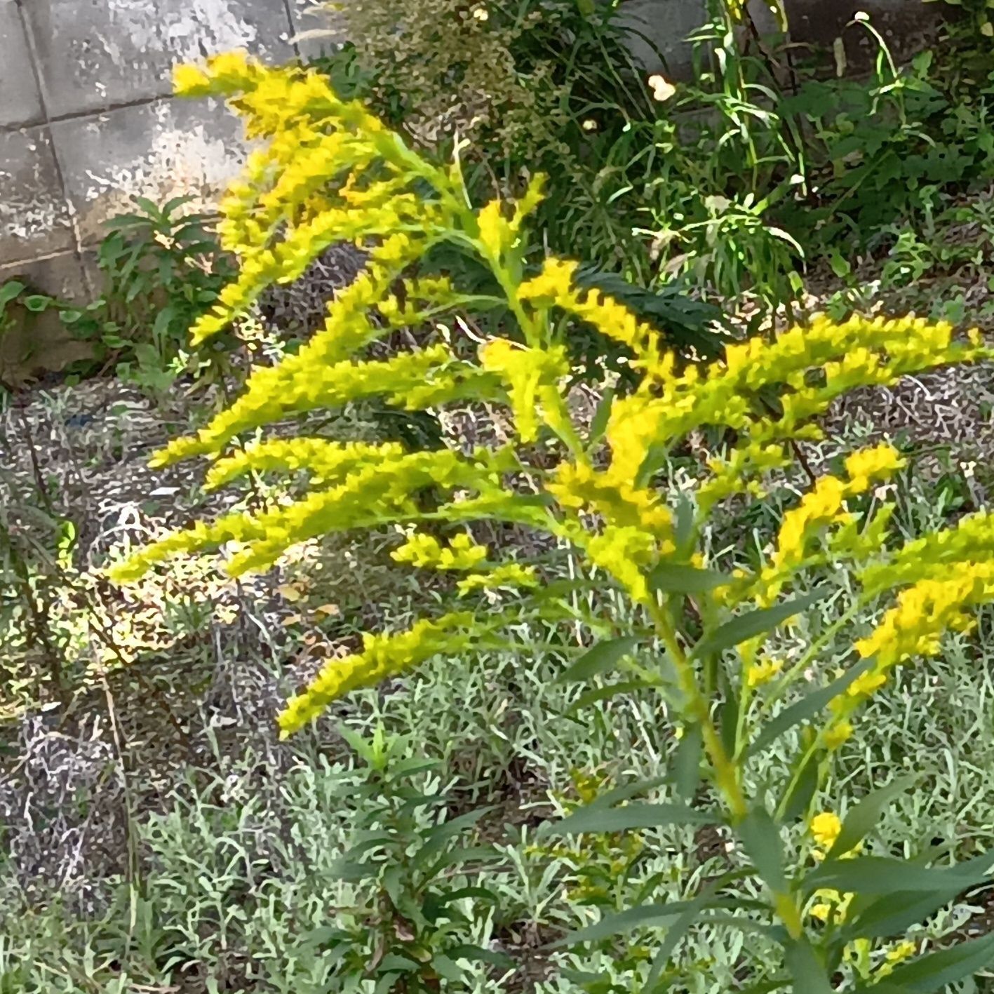 9〜10月にかけて開花し、秋の景色に鮮やかな黄色を添える。